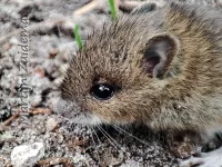 Bosmuis [Apodemus sylvaticus]